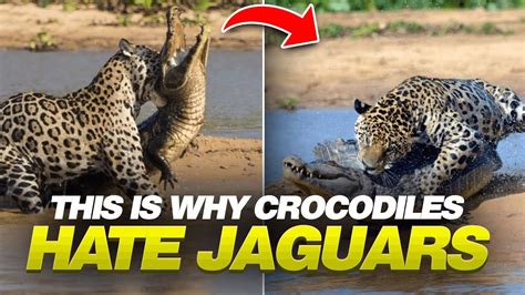 The Real Reason Why Does Crocodile Hate .